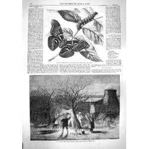  1861 SILKWORM MOTH CATERPILLAR COCOON WASSAILING TREES 