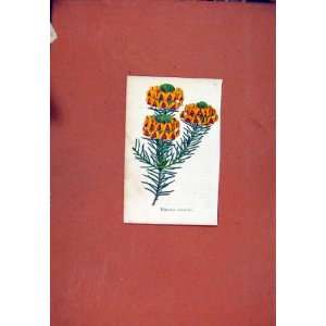  Pultenaea Flower Plant Old Print Antique C1831 Colored 