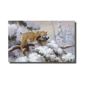    A Bobcat Carries A Spruce Grouse Giclee Print