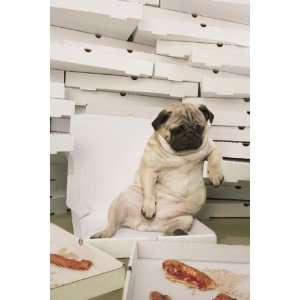  Rascal Pug Note Cards