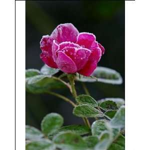  Rose   Rosa Duchess of Portland   Frost accentuating the 