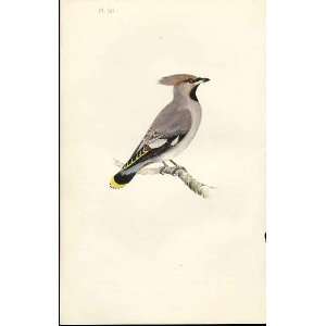  Bohemian Chatterer Meyer H/C Birds 1842 50