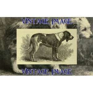   Fridge Magnet Dogs Chien De Normandie Vintage Image