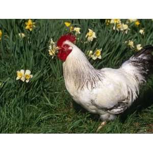  Domestic Chicken, Rooster Amongst Daffodils, USA Premium 