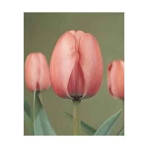  Tulip   Darwin Hybrid   Pink Impression Fall Flower Bulb 