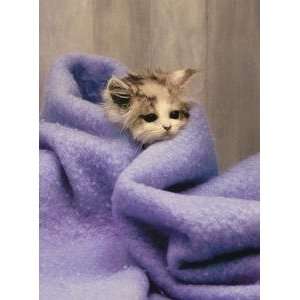  Get Well Greeting Card Get Well Kitten In Blanket 