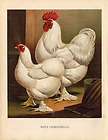 Antique Poultry Print COCHINCH​INA CHINA Vols​chau 1888