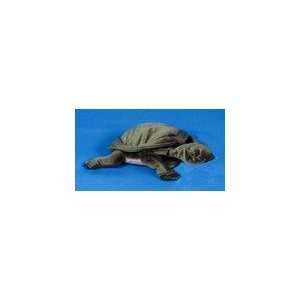 Softshell Turtle