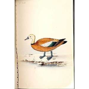  Ruddy Sheldrake Meyer H/C Birds 1842 50
