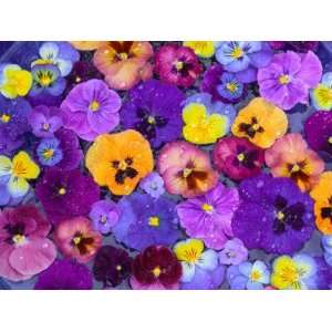  Pansy Flowers Floating in Bird Bath with Dew Drops, Sammamish 