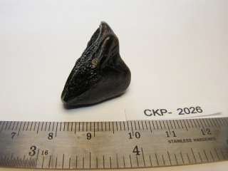 All fossil images are property of CK Preparations. Owner of the 