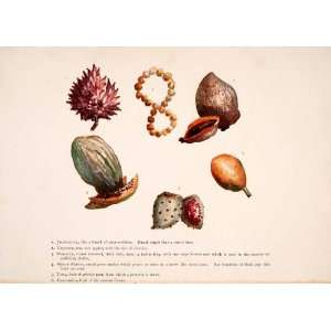  1902 Color Print Fruit Nuts Mexico Native Food Juaconoxtle 