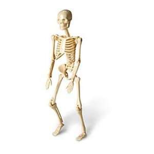 Simple Skeletons Models Set  Industrial & Scientific