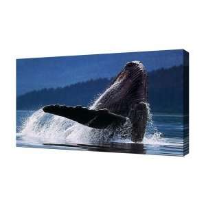  Humpback Whale   Canvas Art   Framed Size 12x16   Ready 