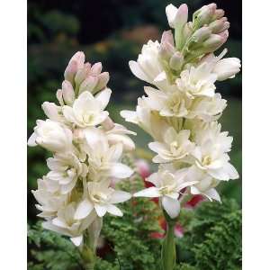    Fragrant Hawaiian Tuberose By Collections Etc Patio, Lawn & Garden