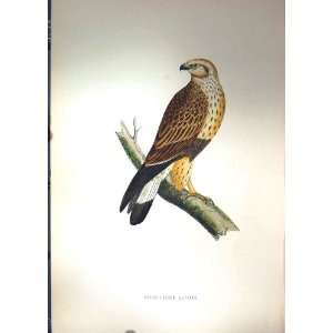  1851 British Bird Rough Legged Buzzard Prey Nature