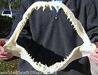 14 1/2 inch Mako Shark jaw shark teeth taxidermy from a