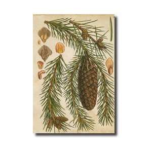  Vintage Conifers I Giclee Print