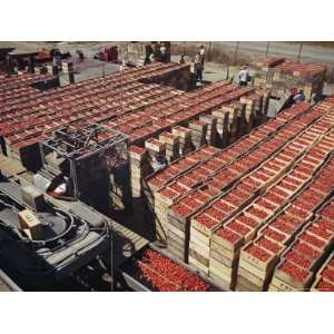  Italian Pear Tomatoes on Conveyor Belts Waiting to Be 