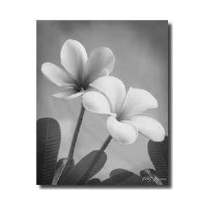  Plumeria Ii Giclee Print