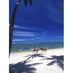  Palm Trees and Horses, Tambua Sands, Coral Coast, Fiji 