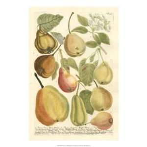  Johann Wilhelm Weinmann   Plentiful Pears II Canvas