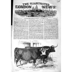   1849 SMITHFIELD CLUB CATTLE SHOW HEREFORD OX HIGHLAND
