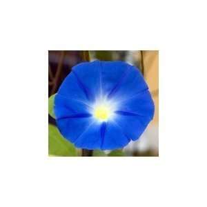  Morning Glory Heavenly Blue, 150 Seeds Patio, Lawn 