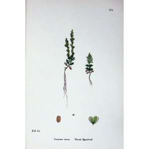    Botany Plants C1902 Vrenal Speedwell Veronica Verna