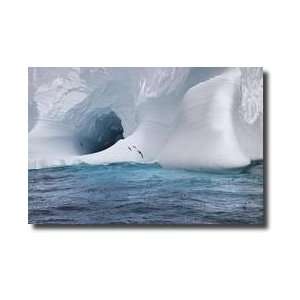  Iceberg And Seabirds Giclee Print