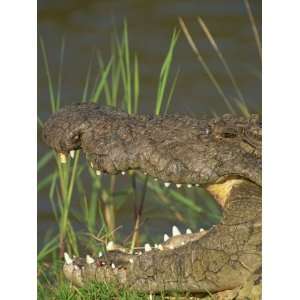 Crocodile Basking in Sun on Riverbank, Masai Mara, Kenya, East Africa 