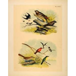   Barn Swallow Hummingbird   Original Chromolithograph