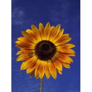  Sunflower and Blue Sky, Sammamish, Washington, USA 