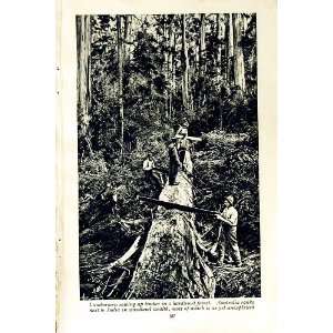    c1920 LUMBERMEN AUSTRALIA FOREST BULLOCK WOOL BALES