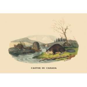  Castor du Canada (Beaver) 24x36 Giclee