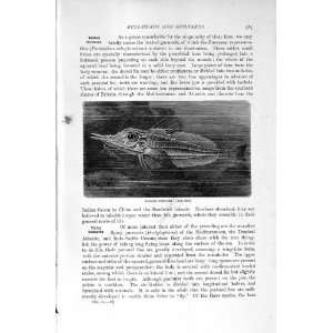    NATURAL HISTORY 1896 AUSTRALIAN DRAGON FISH GURNARD