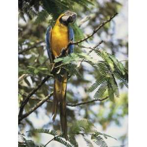  A Macaw Sits on a Tree Branch in a Forest Premium 