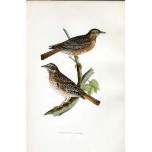  Naumanns Thrush Bree H/C 1875 Old Prints Birds Europe 