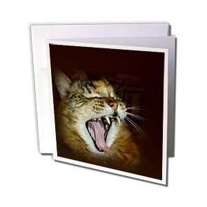  Renderly Yours Cats   Gorgeous Maine Coon Cat Meow Roar 