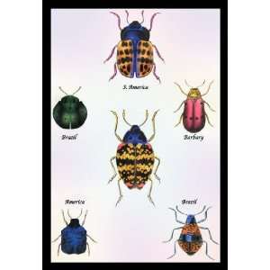  Beetles of Barbary and the Americas #1 24x36 Giclee