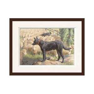  Australian Kelpie Dogs Herd Sheep Framed Giclee Print 