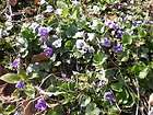 Wild Violets 25 plants rhizomes