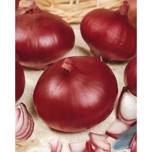  Red Burgundy Onion Seeds   Allium Cepa   1 Grams   Approx 