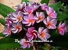 Compact Plumeria Violet Queen grafted plant  