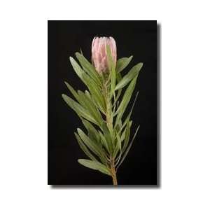  Pink Mink Protea Lincoln Nebraska Giclee Print