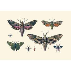  Vintage Art Insect Study #5   09244 0