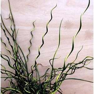 Curls of Love Plant   Juncus effusus Spiralis   Valentines Day Gift