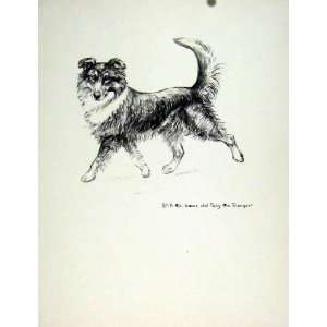  Old Art C1936 Lassie Dog Hound Pencil Sketch Antique
