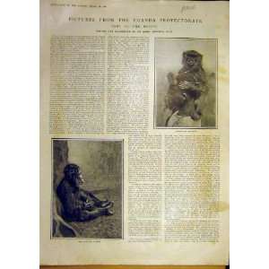  1901 Uganda Chimpanzeeankole Toro Masai Goat Animals