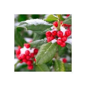  Holly Berry Soy Fragrance Oil Candle Soap 1oz Everything 